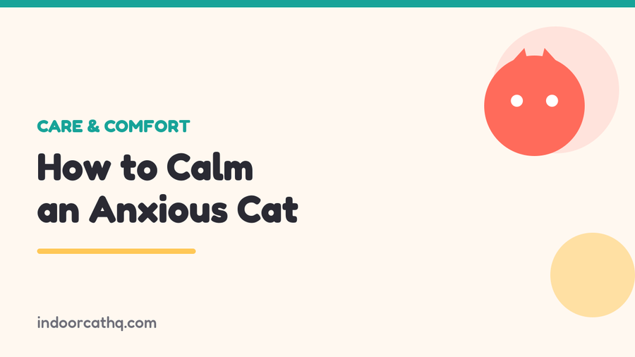 Indoor Cat HQ guide hero for How to Calm an Anxious Cat, covering how to calm an anxious cat for indoor cats