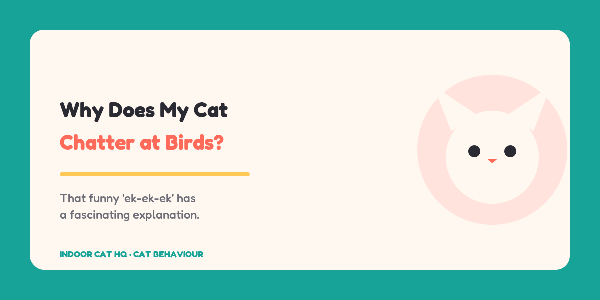 Indoor Cat HQ guide hero for Why Does My Cat Chatter at Birds, covering why does my cat chatter at birds for indoor cats