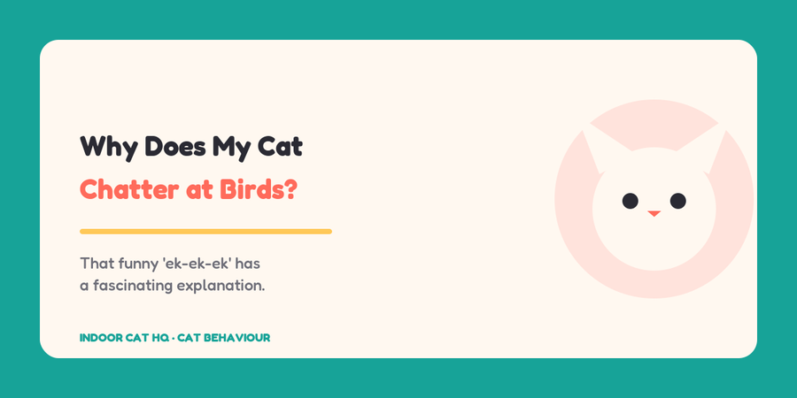 Indoor Cat HQ guide hero for Why Does My Cat Chatter at Birds, covering why does my cat chatter at birds for indoor cats