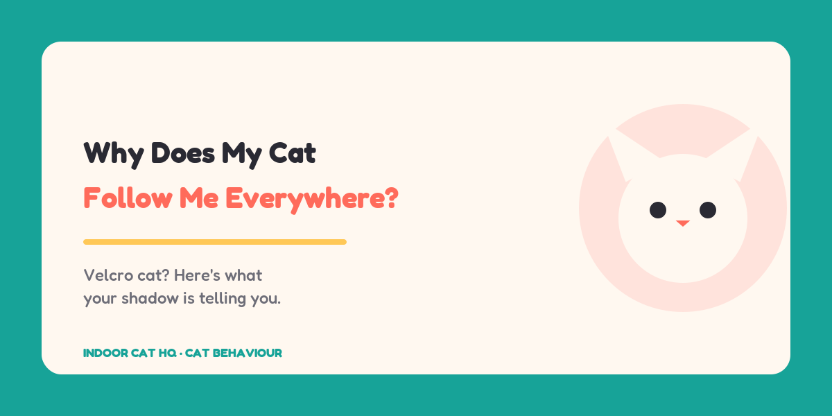 Indoor Cat HQ guide hero for Why Does My Cat Follow Me Everywhere, covering why does my cat follow me everywhere for indoor cats