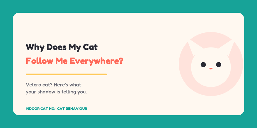 Indoor Cat HQ guide hero for Why Does My Cat Follow Me Everywhere, covering why does my cat follow me everywhere for indoor cats