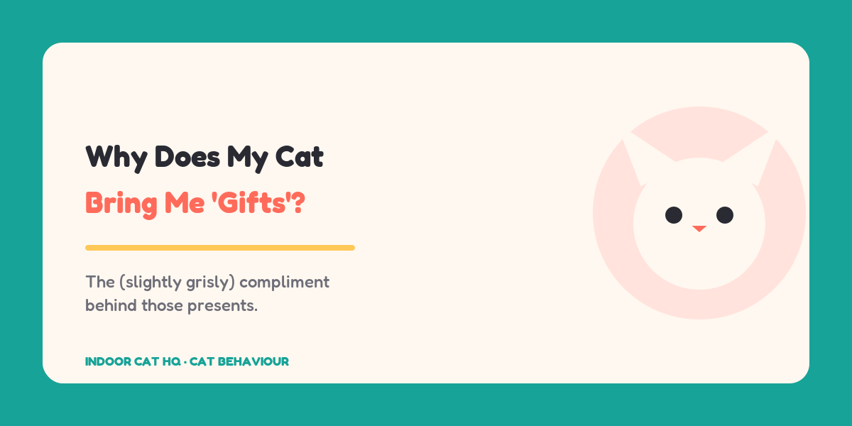 Indoor Cat HQ guide hero for Why Does My Cat Bring Me 'Gifts', covering why does my cat bring me gifts for indoor cats