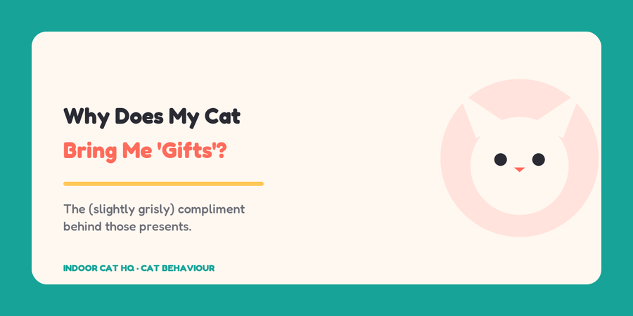 Indoor Cat HQ guide hero for Why Does My Cat Bring Me 'Gifts', covering why does my cat bring me gifts for indoor cats