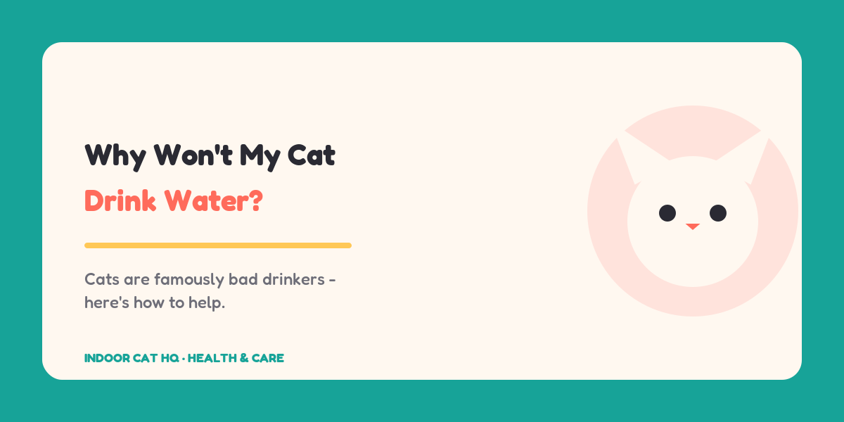 Indoor Cat HQ guide hero for Why Won't My Cat Drink Water, covering why wont my cat drink water for indoor cats