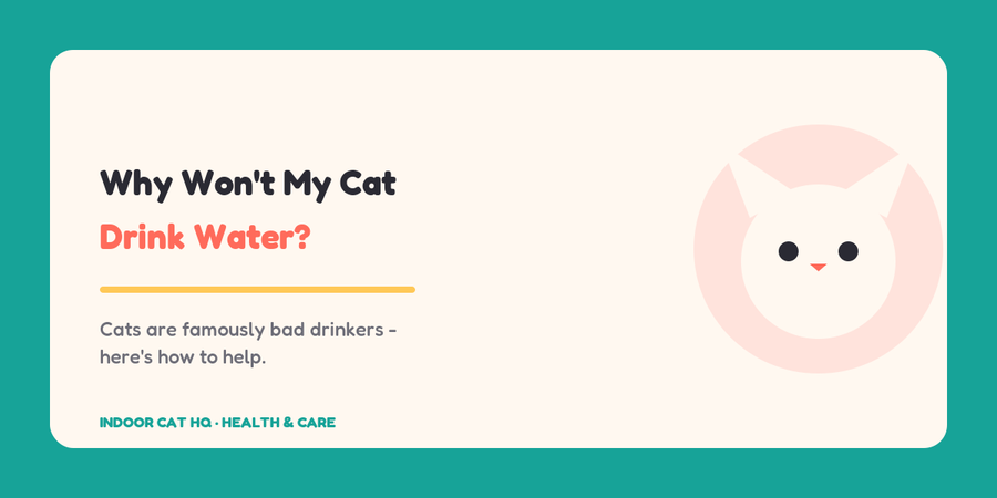 Indoor Cat HQ guide hero for Why Won't My Cat Drink Water, covering why wont my cat drink water for indoor cats