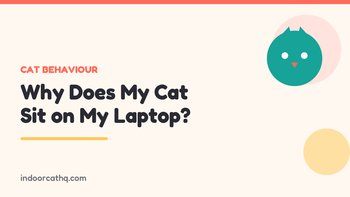 Indoor Cat HQ guide hero for Why Does My Cat Sit on My Laptop, covering why does my cat sit on my laptop for indoor cats