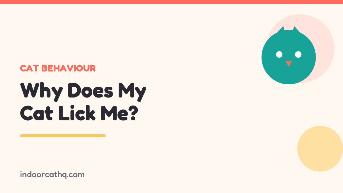 Indoor Cat HQ guide hero for Why Does My Cat Lick Me, covering why does my cat lick me for indoor cats