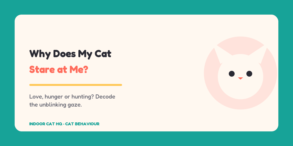 Indoor Cat HQ guide hero for Why Does My Cat Stare at Me Decoding the Gaze, covering why does my cat stare at me for indoor cats