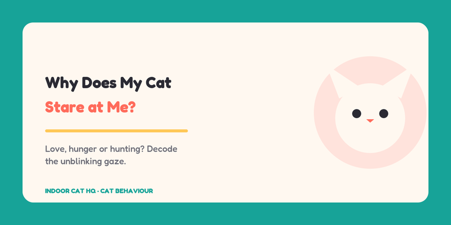Indoor Cat HQ guide hero for Why Does My Cat Stare at Me Decoding the Gaze, covering why does my cat stare at me for indoor cats