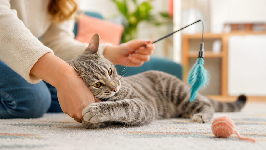 Indoor Cat HQ guide hero for Why Does My Cat Bite Me 8 Reasons and How to Gently Stop It, covering why does my cat bite me for indoor cats